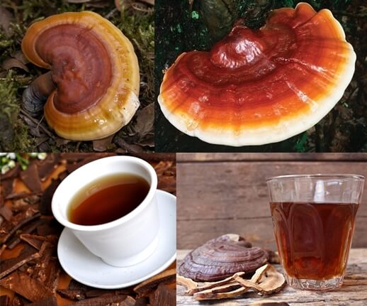 Những triệu chứng khi uống nấm lim xanh