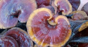 nấm lim xanh chữa ung thư vòm họng