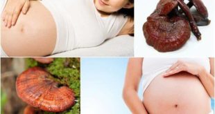 bà bầu có uống được nấm lim xanh không