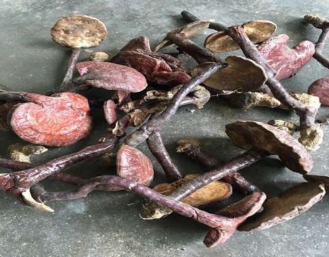 Nấm lim xanh bị mốc có dùng được không